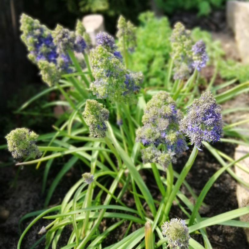 Muscari armeniacum Fantasy Creation (Wuchs)