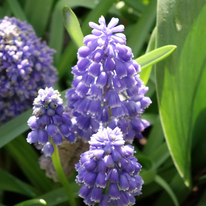 Muscari armeniacum Fantasy Creation (Blüte)