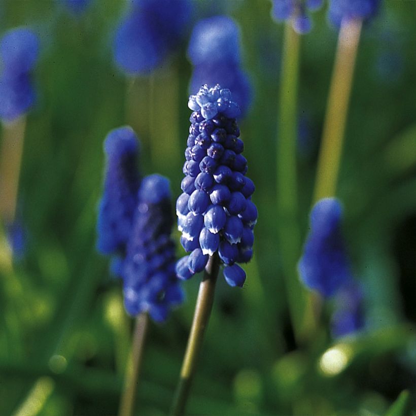 Muscari botryoides Superstar - Kleine Traubenhyazinthe (Blüte)