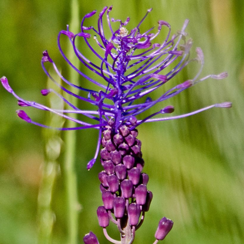 Muscari comosum - Schopfige Traubenhyazinthe (Blüte)