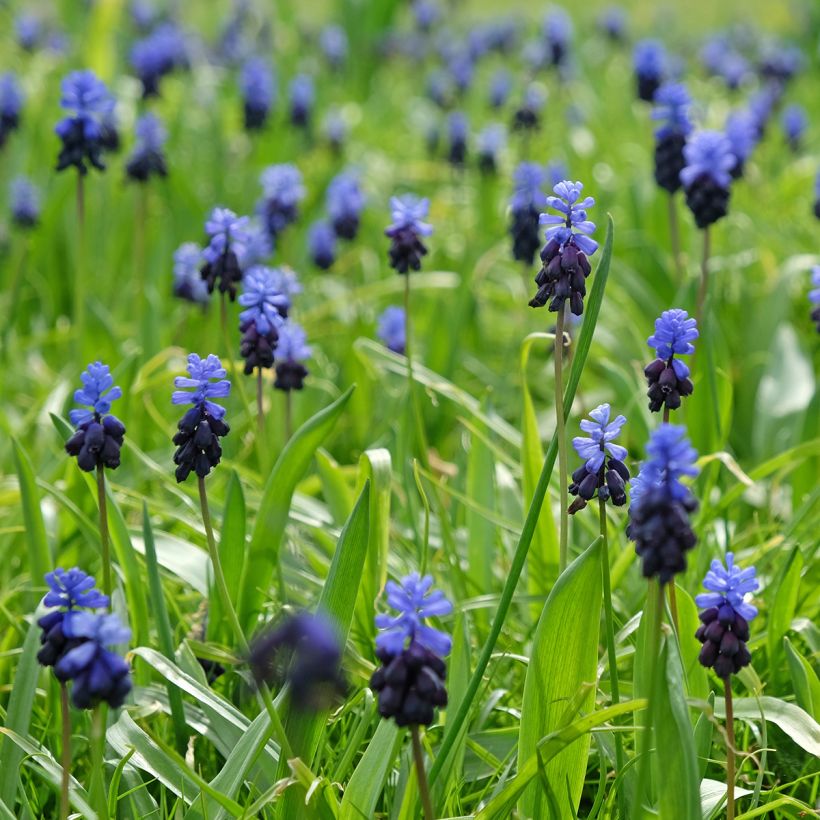 Muscari latifolium - Breitblättrige Traubenhyazinthe (Wuchs)