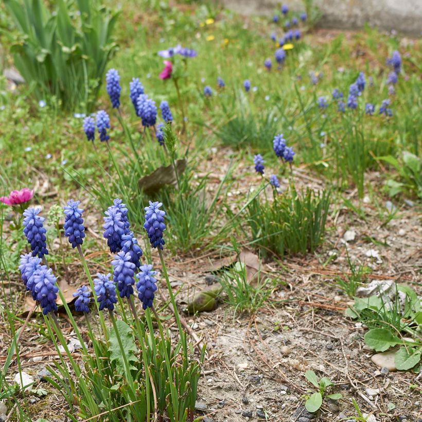 Muscari neglectum - Weinbergs-Traubenhyazinthe (Wuchs)