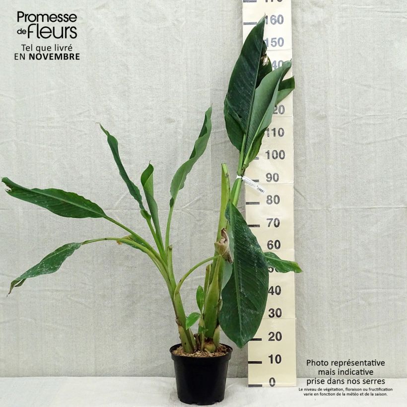 Exemplar von Musella lasiocarpa - Goldene Lotus Banane Topf mit 3L/4L wie im Herbst geliefert