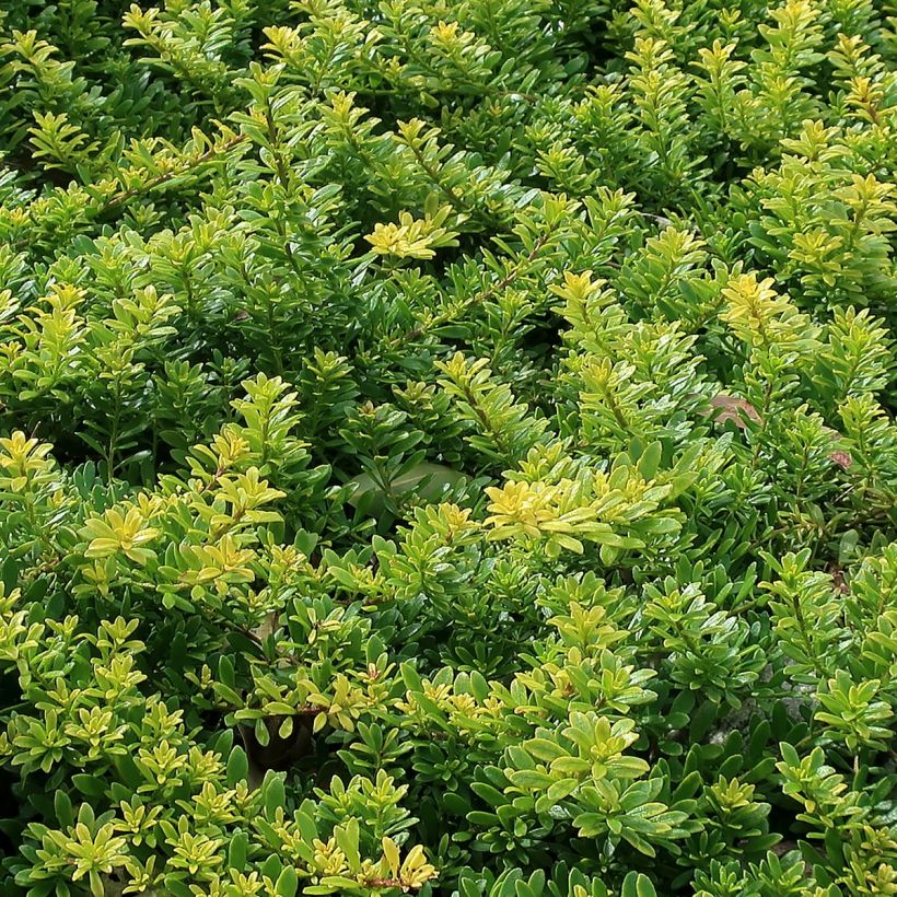 Myoporum parvifolium White - Myoporie (Foliage)