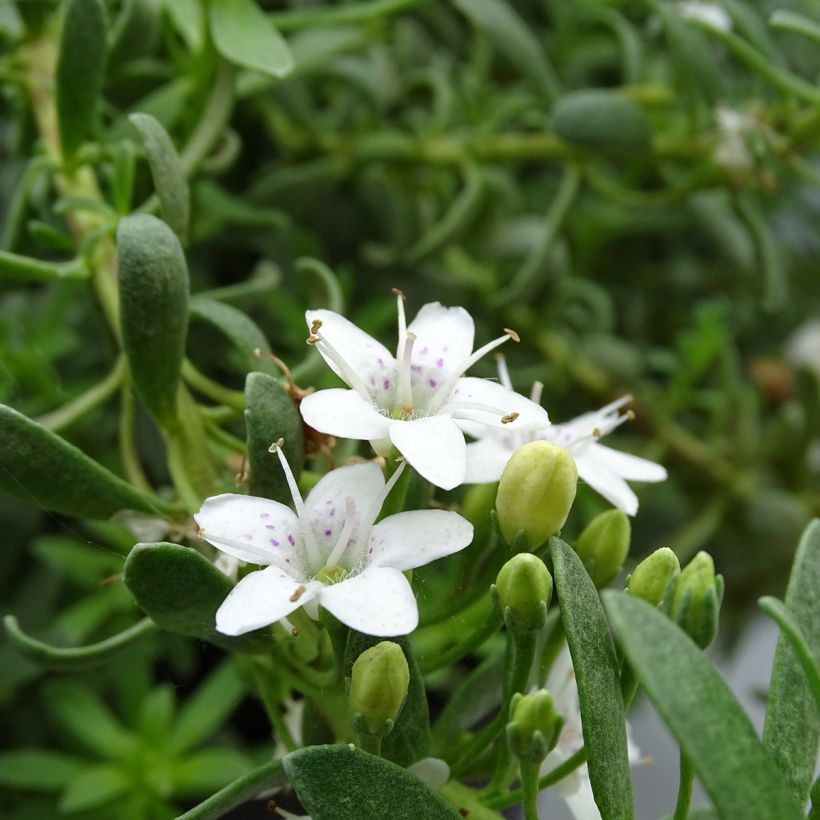 Myoporum parvifolium White - Myoporie (Flowering)
