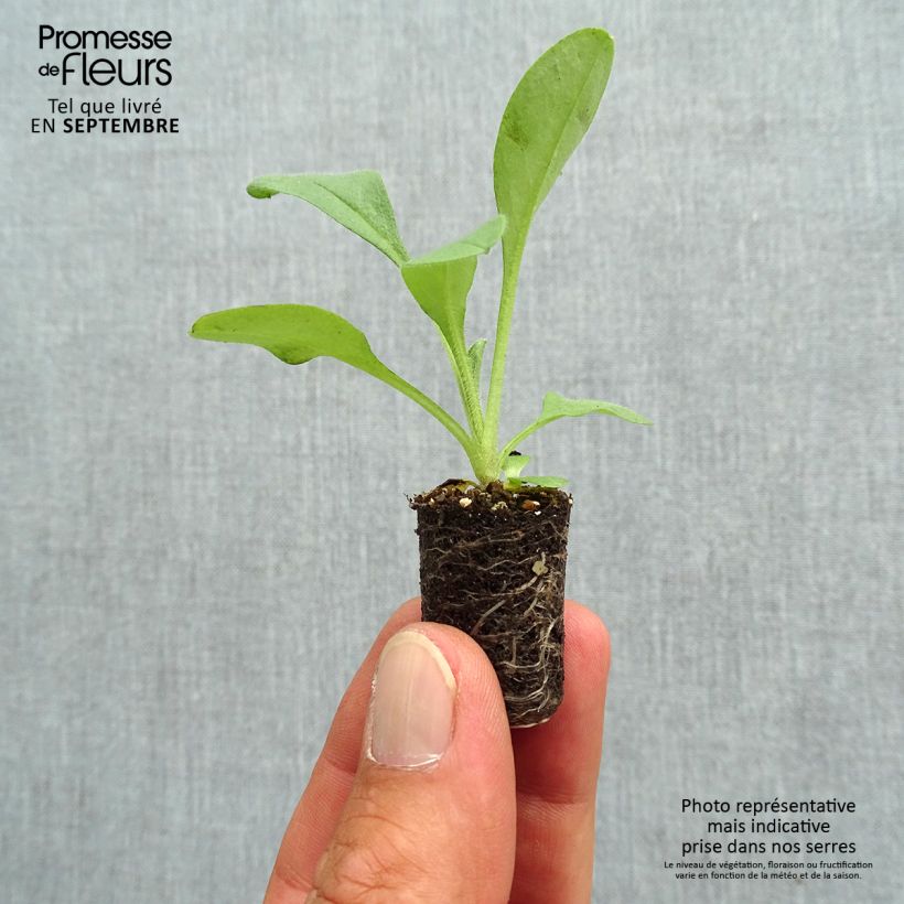 Exemplar von Vergissmeinnicht Blue Sylva - Myosotis sylvatica Mini-Plug Ø 1,5/2,5 cm wie im Herbst geliefert