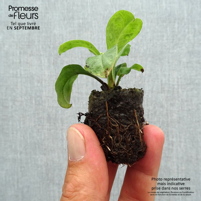 Exemplar von Vergissmeinnicht Myomark - Myosotis Mini-Plug Ø 3/4 cm wie im Herbst geliefert