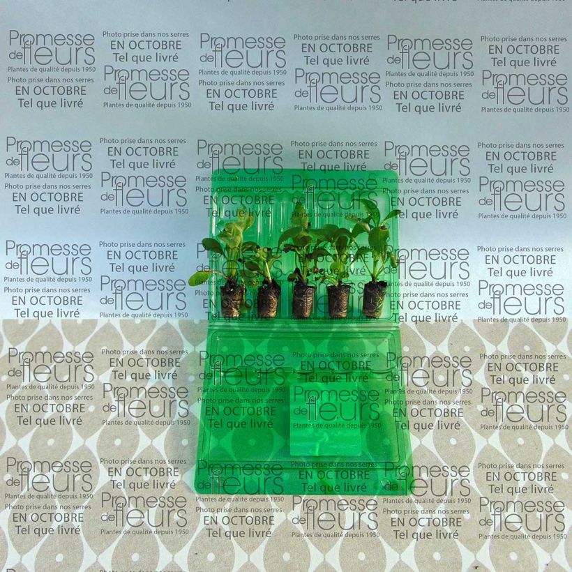 Beispiel eines Exemplars von Vergissmeinnicht Roi des Carmins - Myosotis sylvatica Mini-Plug Ø 3/4 cm wie geliefert