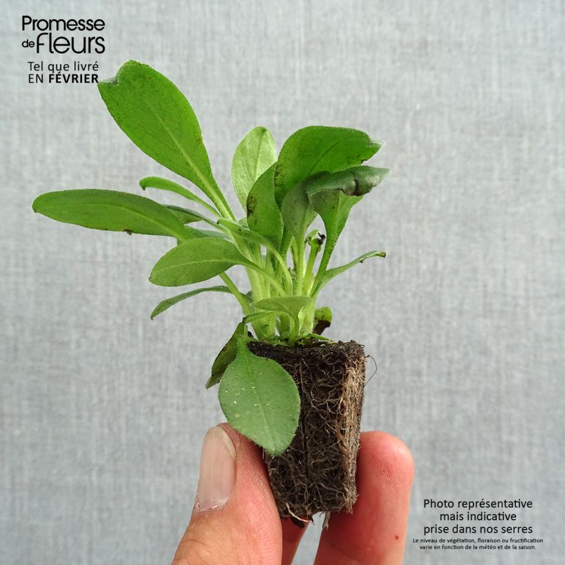 Exemplar von Vergissmeinnicht Snowsylva - Myosotis sylvatica Jardi-Plug: Wurzelballen 3,8 cm x 3,2 cm in Anzuchtplatte à 15 Stück. wie im Herbst geliefert