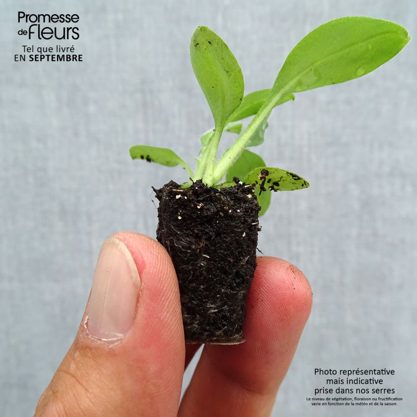 Exemplar von Vergissmeinnicht Snowsylva - Myosotis sylvatica Mini-Plug Ø 3/4 cm wie im Herbst geliefert