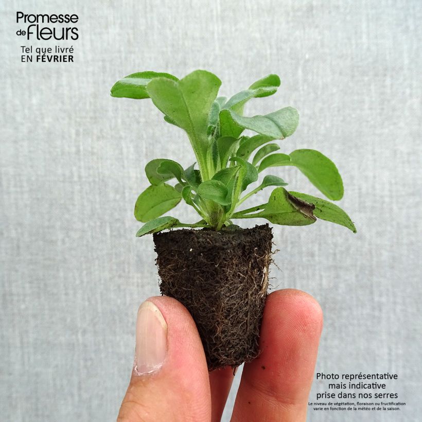 Exemplar von Vergissmeinnicht Savoie Blau - Myosotis sylvatica Jardi-Plug: Wurzelballen 3,8 cm x 3,2 cm in Anzuchtplatte à 15 Stück. wie im Herbst geliefert