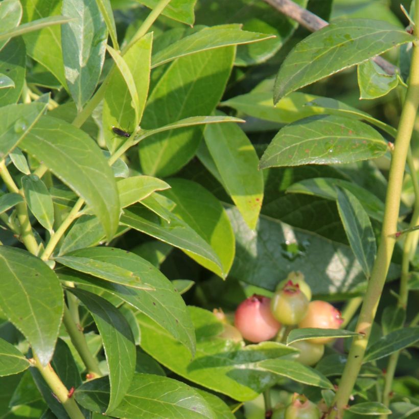 Amerikanische Blaubeere Duke - Vaccinium corymbosum (Laub)