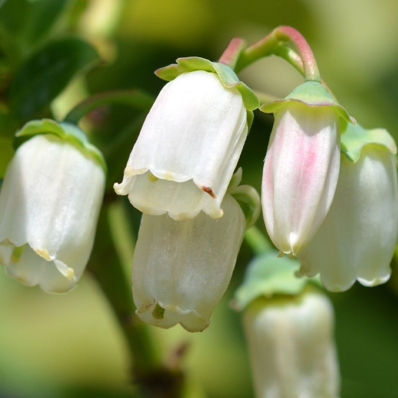 Amerikanische Blaubeere Duke - Vaccinium corymbosum (Blüte)