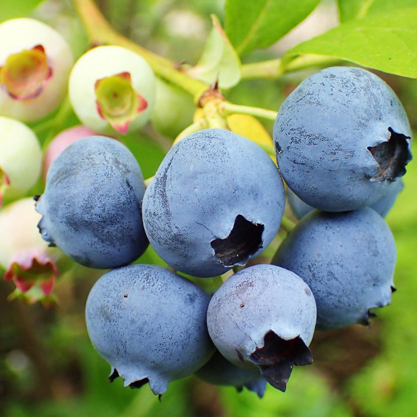 Amerikanische Blaubeere Duke - Vaccinium corymbosum (Ernte)