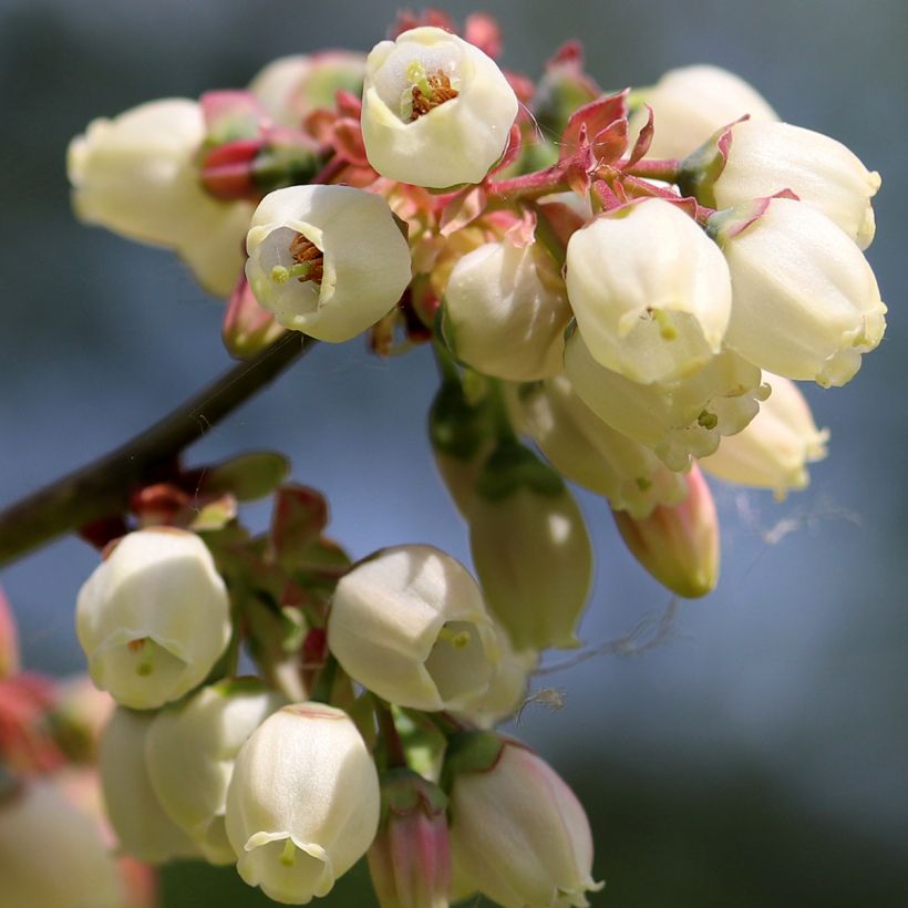 Amerikanische Blaubeere North Blue - Vaccinium corymbosum (Blüte)