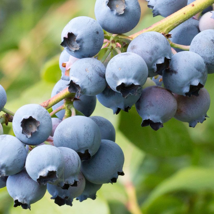 Amerikanische Blaubeere North Blue - Vaccinium corymbosum (Ernte)