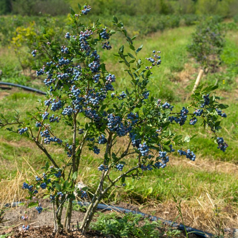 Amerikanische Blaubeere North Blue - Vaccinium corymbosum (Wuchs)