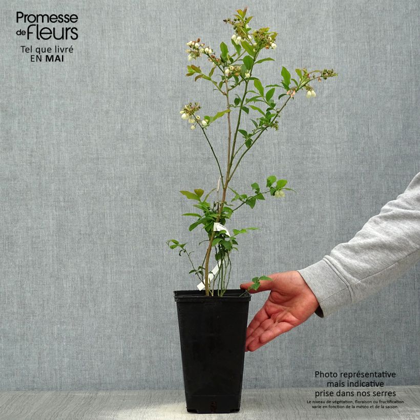 Exemplar von Amerikanische Blaubeere Berkeley - Vaccinium corymbosum Topf mit 1,5L/2L wie im Frühjahr geliefert