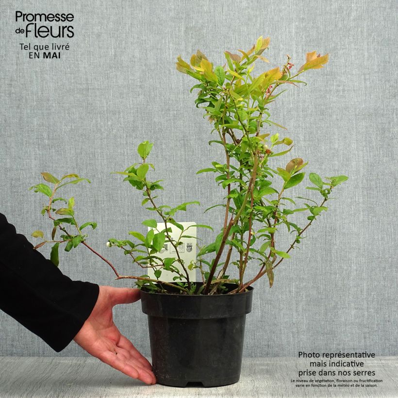 Exemplar von Amerikanische Blaubeere Duke - Vaccinium corymbosum Topf mit 2L/3L wie im Frühjahr geliefert