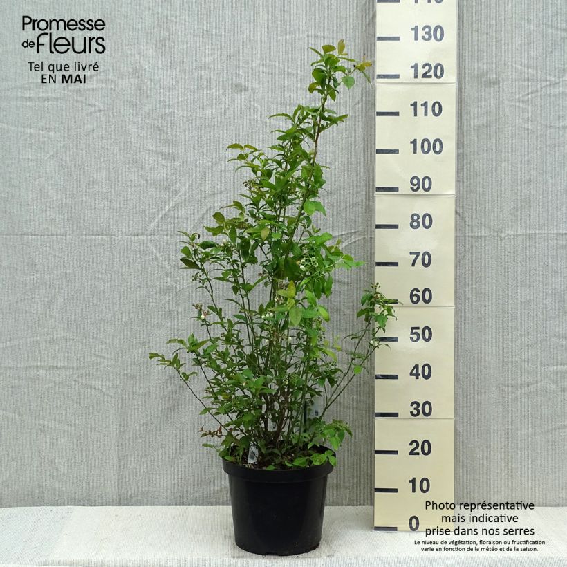 Example of Amerikanische Blaubeere Spartan - Vaccinium corymbosum Topf mit 7,5L/10L as you get in printemps