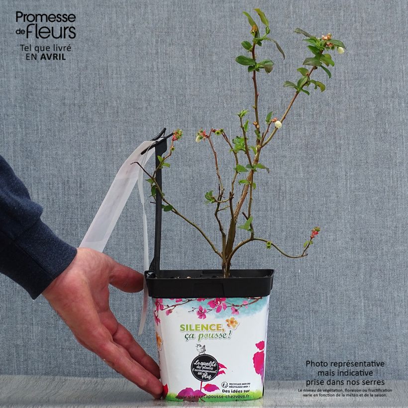 Example of Amerikanische Blaubeere Spartan - Vaccinium corymbosum Topf mit 2L/3L as you get in printemps