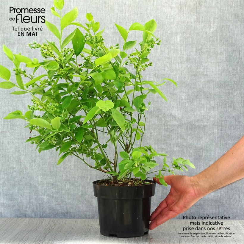 Example of Amerikanische Blaubeere Blue Jay - Vaccinium corymbosum Topf mit 1,5L/2L, Strauch as you get in printemps