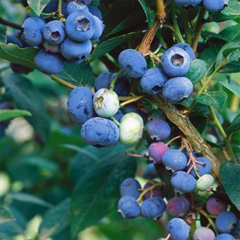 Amerikanische Blaubeere Brigitta Blue - Vaccinium corymbosum (Harvest)