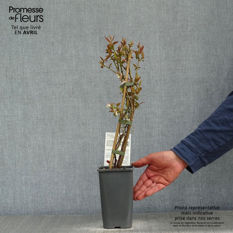 Example of Amerikanische Blaubeere Brigitta Blue - Vaccinium corymbosum Topf mit 1,5L/2L, Strauch as you get in printemps