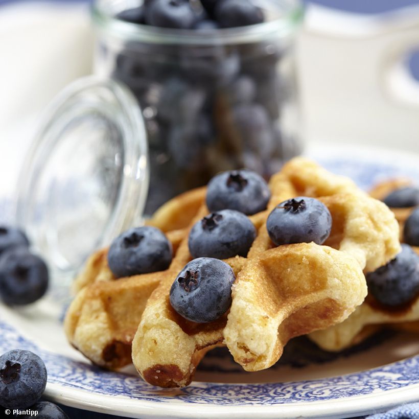 Amerikanische Blaubeere Cabernet Splash 'VacBri1' - Vaccinium corymbosum (Harvest)