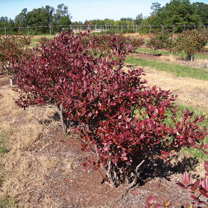Amerikanische Blaubeere Cabernet Splash 'VacBri1' - Vaccinium corymbosum (Plant habit)