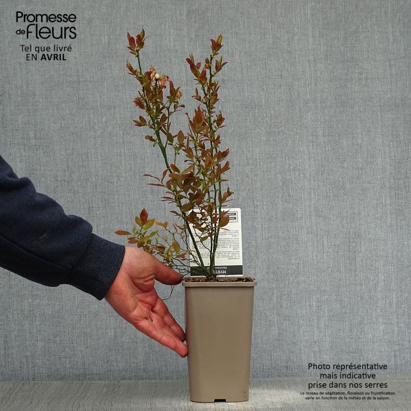 Example of Amerikanische Blaubeere Emil - Vaccinium corymbosum Topf mit 1,5L/2L, Strauch as you get in printemps