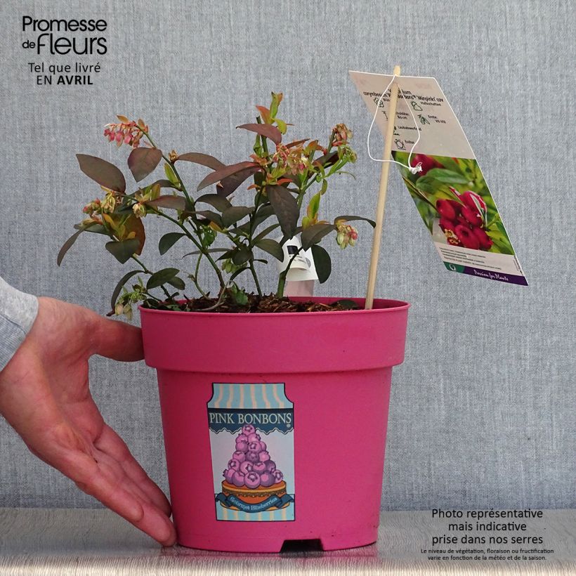 Example of Amerikanische Blaubeere Pink Bonbons - Vaccinium corymbosum Topf mit 2L/3L as you get in printemps