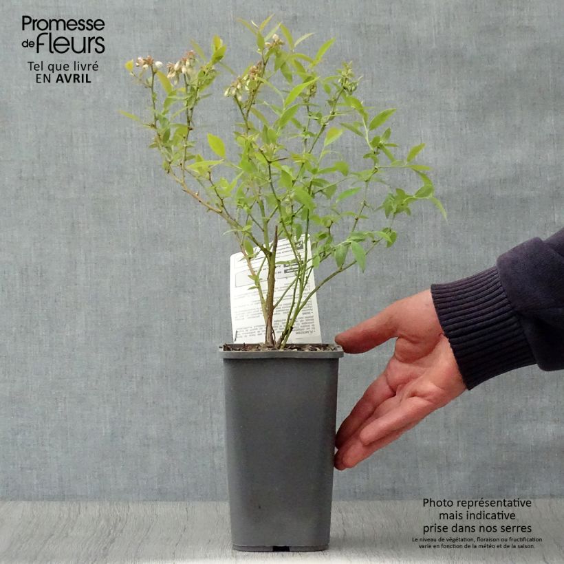 Example of Heidelbeere Pink Lemonade Bio - Vaccinium Topf mit 1,5L/2L, Strauch as you get in printemps