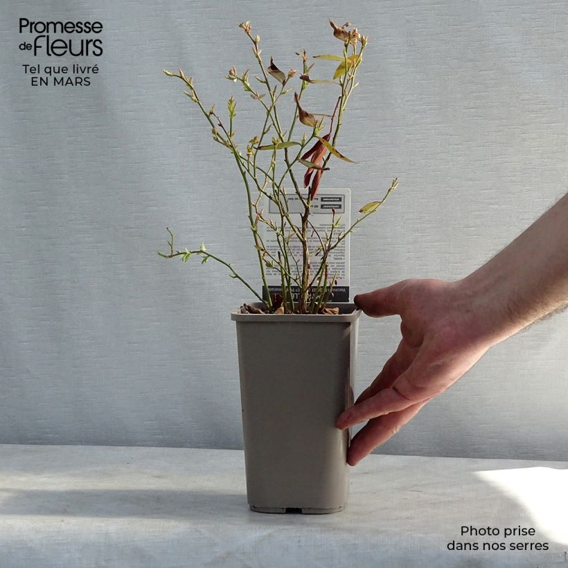 Example of Heidelbeere Pink Lemonade - Vaccinium Topf mit 1L/1,5L, Strauch as you get in printemps