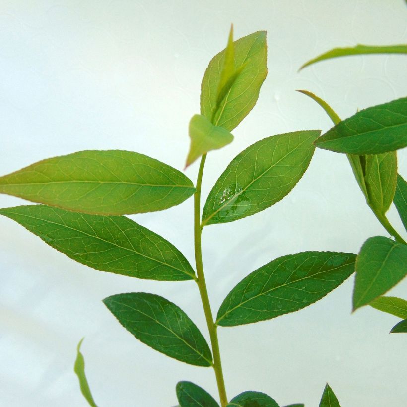 Heidelbeere Pink Lemonade - Vaccinium (Foliage)