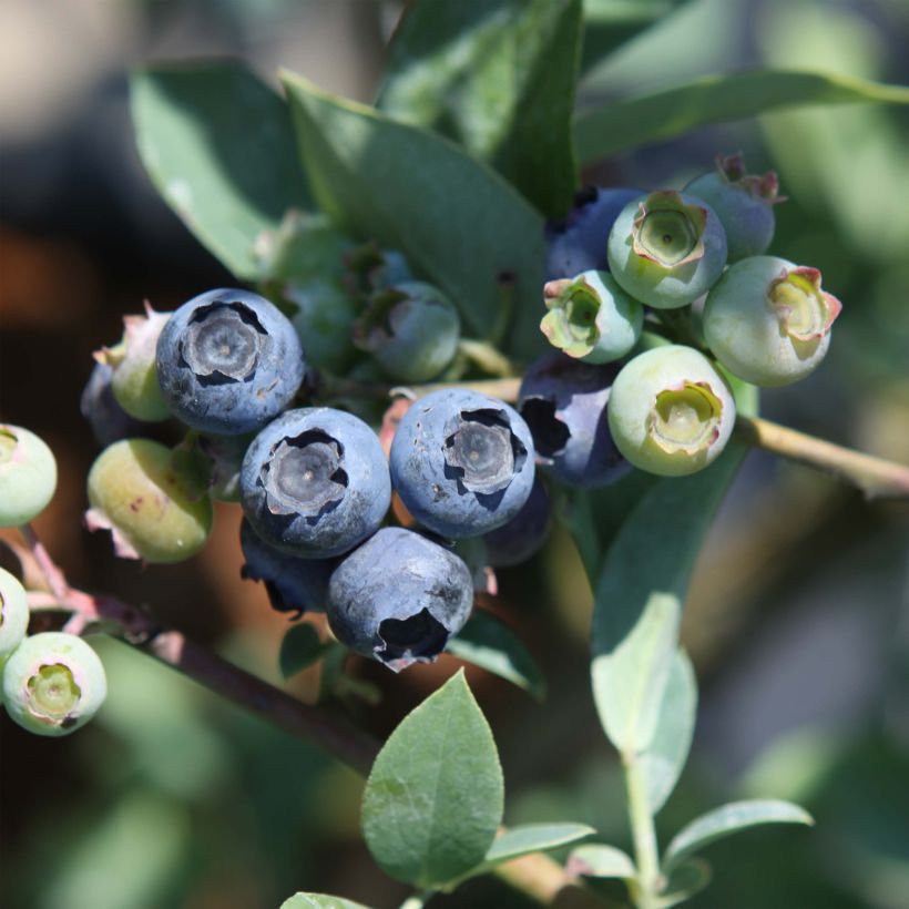 Heidelbeere Powder Blue - Vaccinium (Ernte)