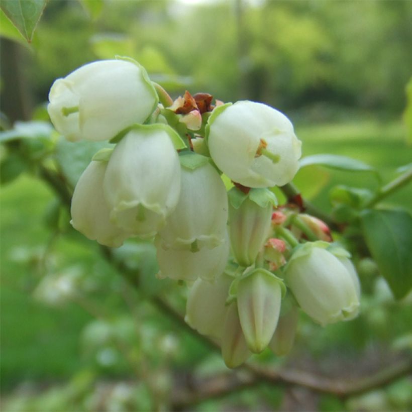Amerikanische Blaubeere Reka - Vaccinium corymbosum (Flowering)