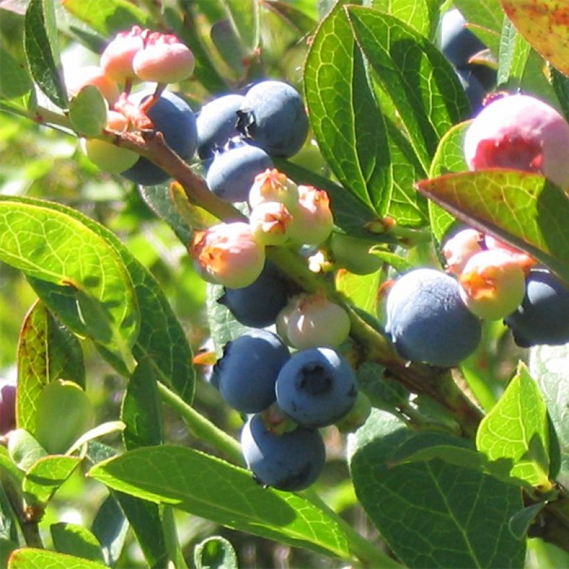 Amerikanische Blaubeere Reka - Vaccinium corymbosum (Harvest)