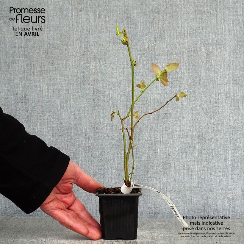 Exemplar von Amerikanische Blaubeere Yello!Berryblue 'Andval1601' - Vaccinium corymbosum Kleine Töpfe von 8/9 cm, Strauch wie im Frühjahr geliefert