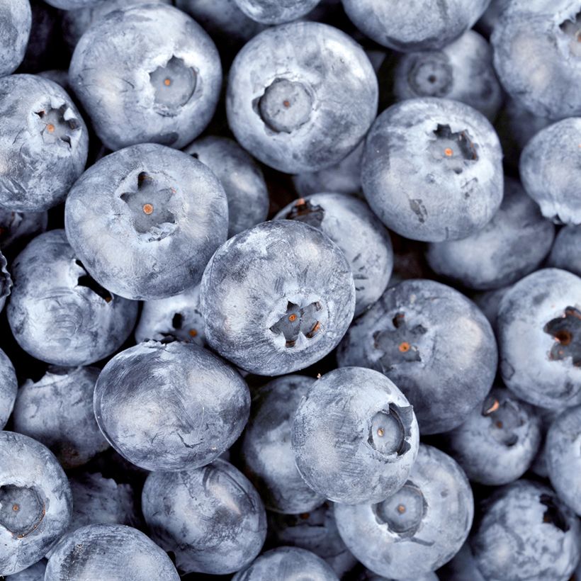 Waldheidelbeeren - Vaccinium myrtillus (Ernte)