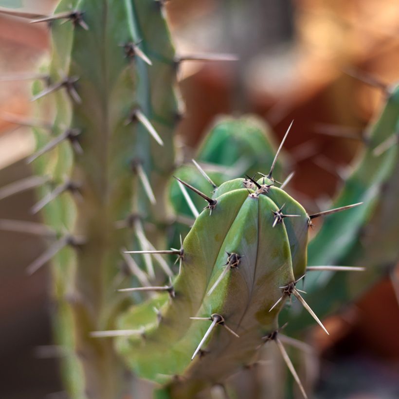 Myrtillocactus geometrizans (Laub)