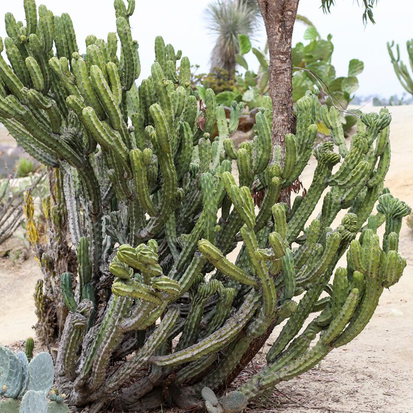 Myrtillocactus geometrizans (Wuchs)