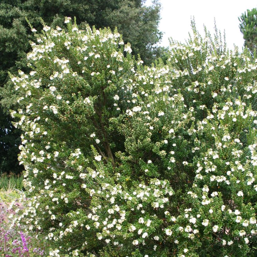 Myrtus communis (Wuchs)
