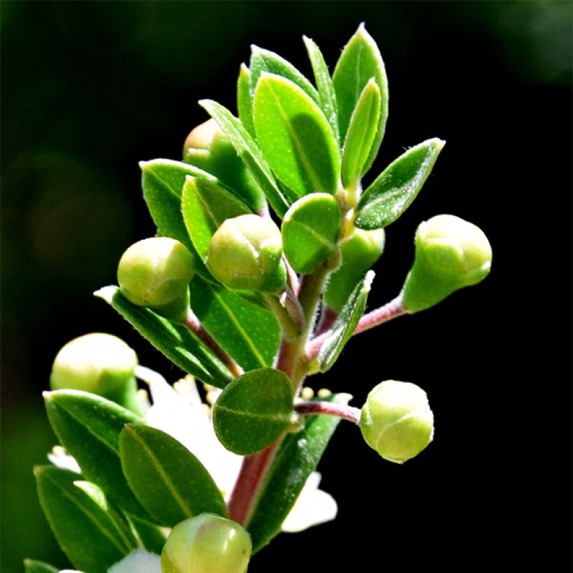 Myrtus communis subsp.tarentina (Foliage)