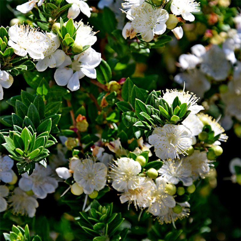 Myrtus communis subsp.tarentina (Flowering)