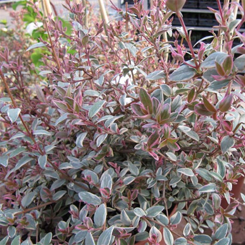 Myrtus ugni Flambeau - Chilenische Guave (Foliage)