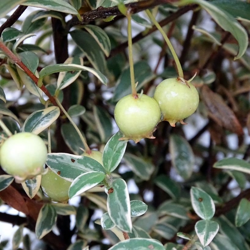 Myrtus ugni Flambeau - Chilenische Guave (Harvest)