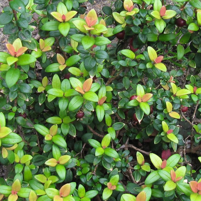 Myrtus ugni Butterball - Chilenische Guave (Foliage)