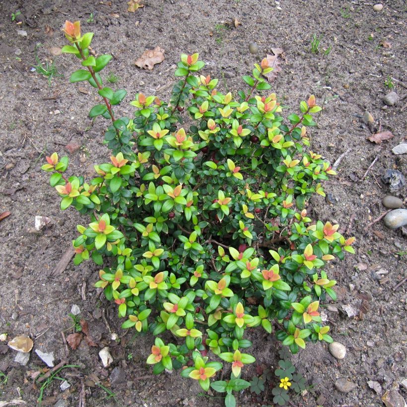 Myrtus ugni Butterball - Chilenische Guave (Plant habit)