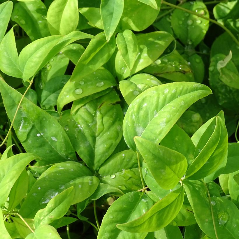 Nandina domestica Wood's Dwarf - Himmelsbambus (Laub)